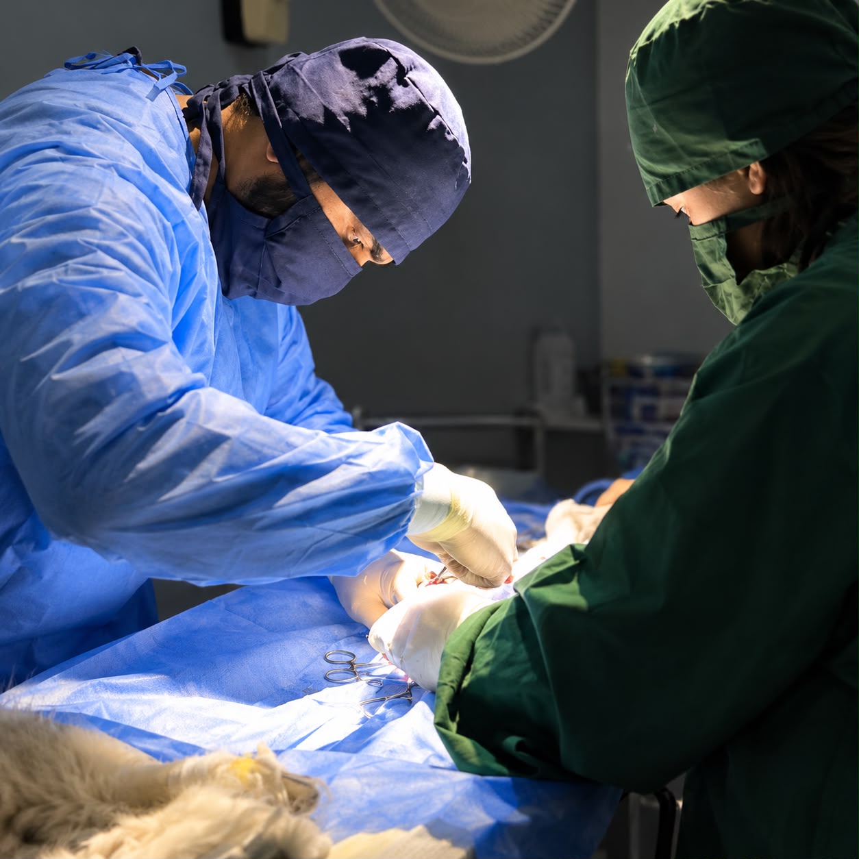 Veterinary team at Happy Tails during a procedure